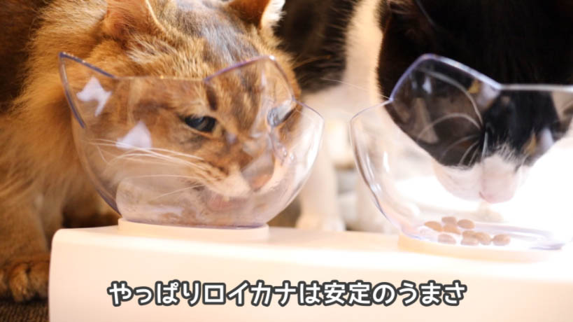 実食！】ロイヤルカナン アロマエクシジェントのレビュー - ねことぼく